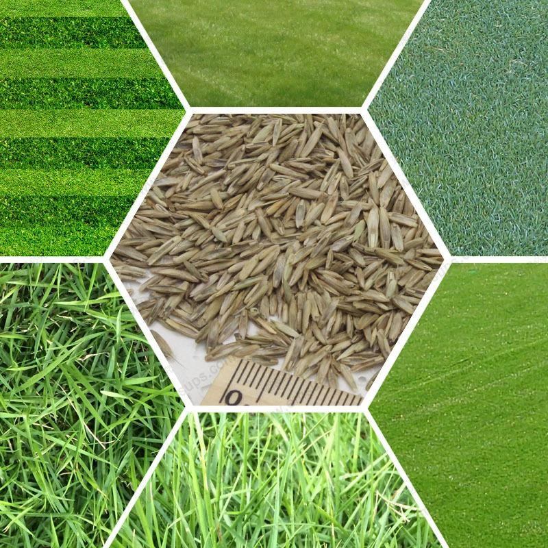 Different types of lawn grass