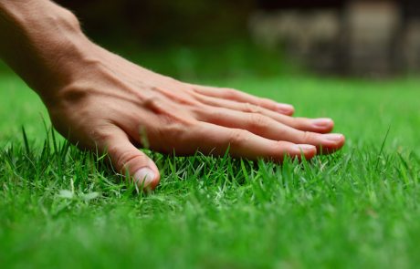 Lawn grass that destroys weeds and its agricultural technology