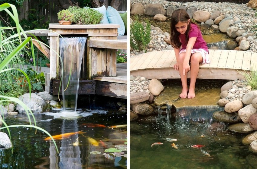 I en dam i et sommerhus kan du opdrætte fisk
