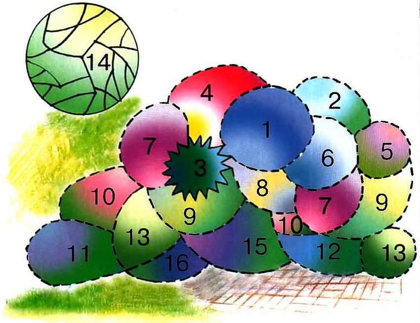 Ordningen med en frodig blomsterbed, der pryder husets facade (størrelsen på blomsterhaven er 4 x 3,5 m): 1 - fælles mordovnik; 2 - jomfru veronikstrum; 3 - sandet spikelet; 4 - dobbelt-pinnate plads; 5 - kulturel dahlia; 6 - alpint blåhoved 7 - panikulær floks; 8 - malurt af Louis; 9 - stor antirrinum; 10 - Houstons ageratum (høje sorter); 11 - Fassens catnip; 12 - Houstons ageratum (underdimensioneret sort); 13 - opretstående morgenfruer; 14 - hvid torv; 15 - peruansk heliotrop; 16 - haven petunia