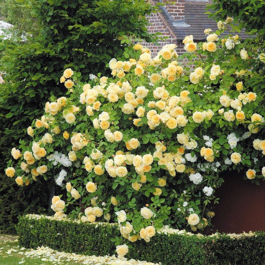 Rosenkrans arrangeret i gården til et privat hus