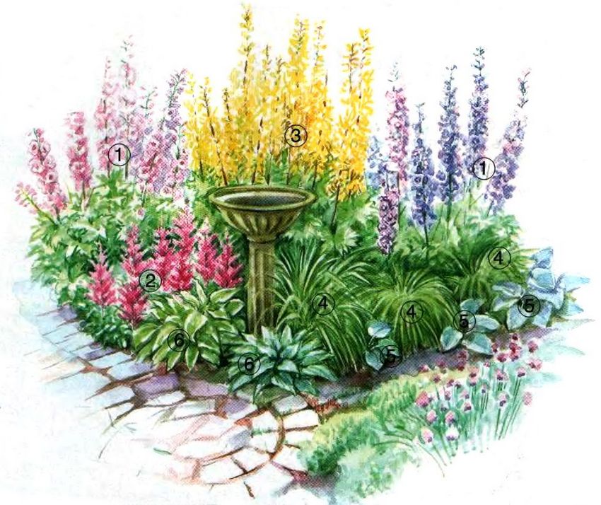 En blomsterhave, velegnet til et åbent solrigt sted, med en drikkeskål til fugle: 1 - kulturelt delphinium; 2 - Arends astilba; 3 - Przewalskis buzulnik; 4 - behåret mave; 5 - plantain hosta; 6 - lancetformet hosta