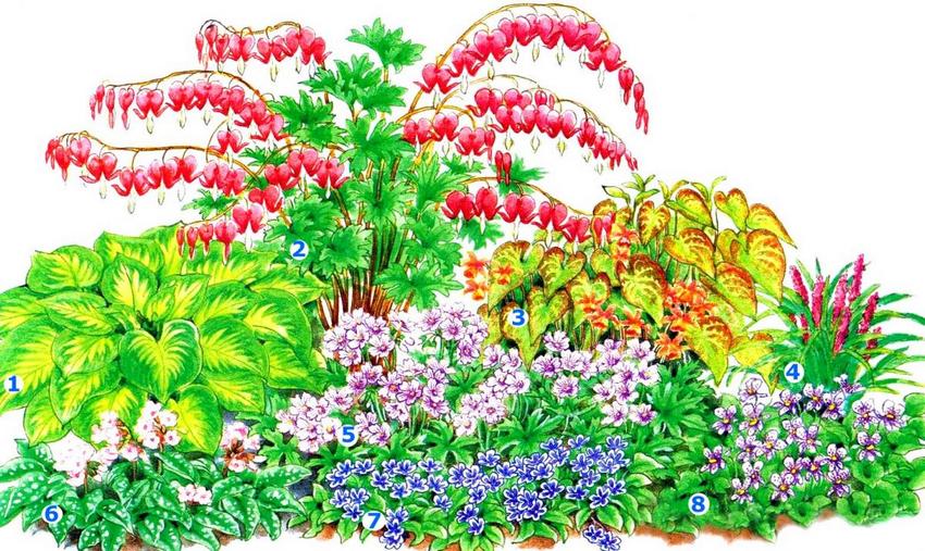 Kontinuerlig blomstrende blomsterbed (blomsterhave størrelse - 1,5 x 2 m): 1 - hosta; 2 - centrum er fremragende; 3 - epimedium rød; 4 - muskarevid lyriope; 5 - geranium; 6 - hvidblomstret lungeurt; 7 - fjeder navle; 8 - violet