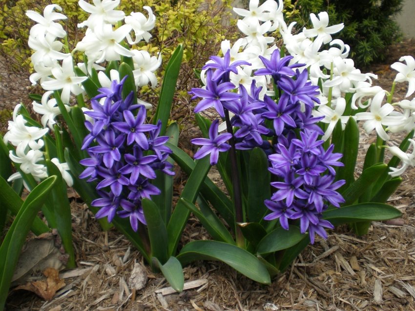 The first time after planting hyacinths must be watered abundantly.