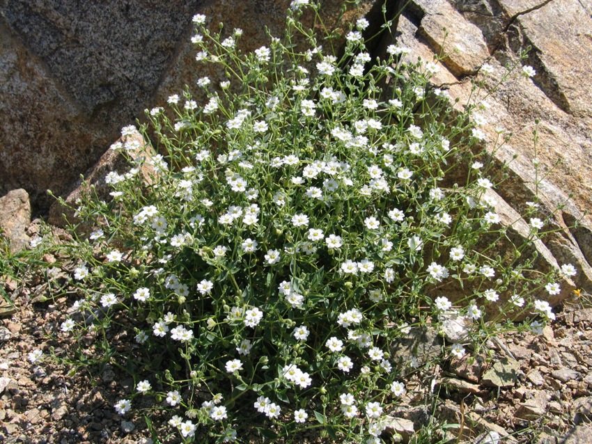 Gypsophila abadi sangat baik untuk ditanam di gelongsor alpine