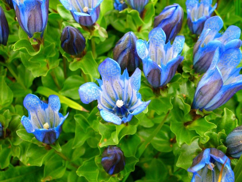 Gentian flowers are bell-shaped