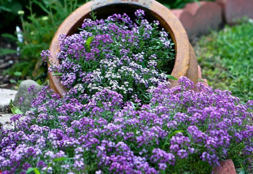 Alyssum is an unpretentious flower that takes root in dry soil