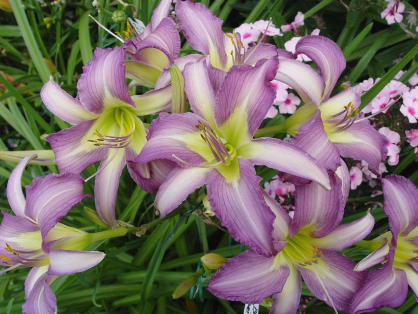 El daylily floreix amb brillants inflorescències de diversos tons