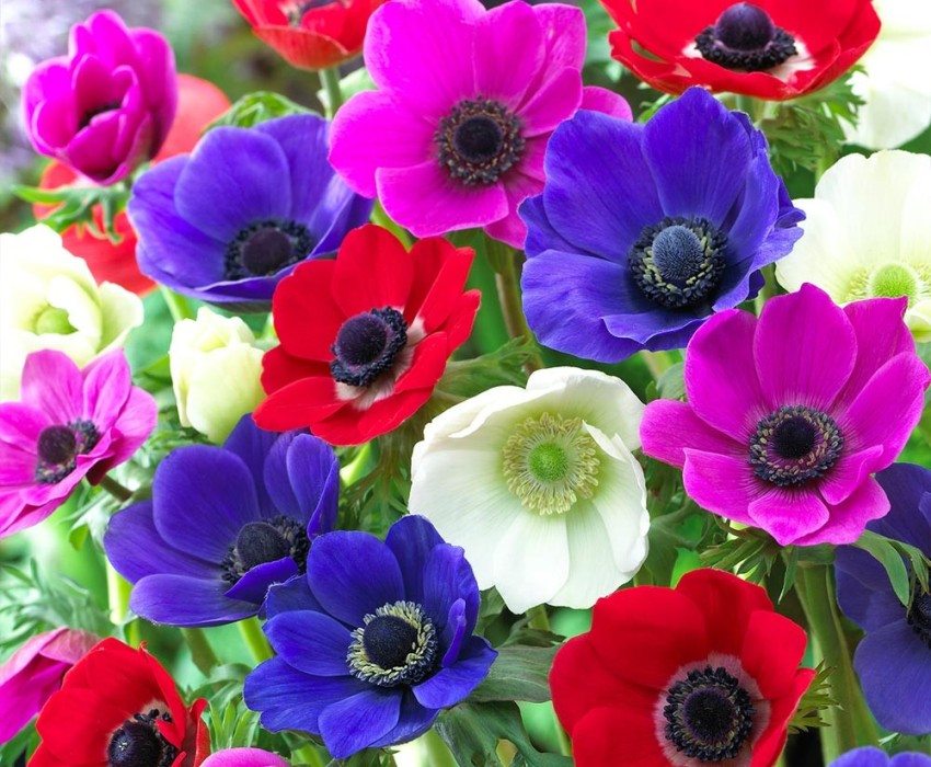 Bright flowers of anemones will decorate any flower bed