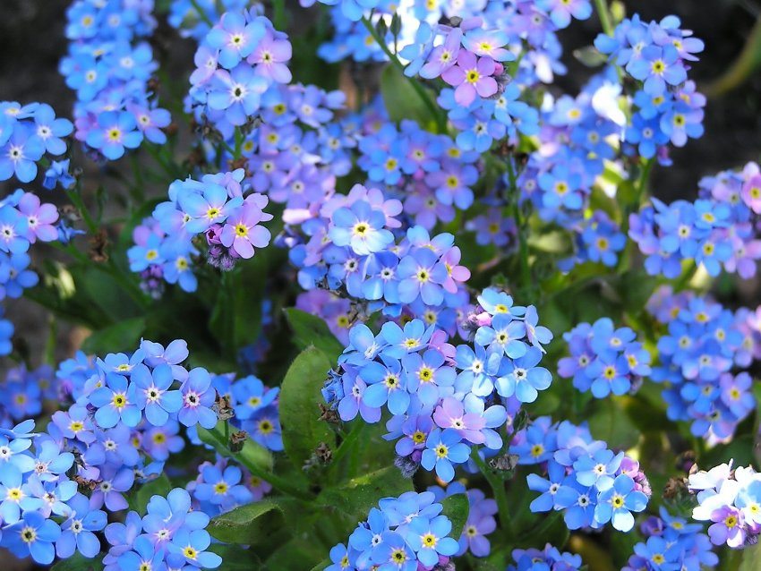 Nezábudky kvitnú v malých modrých a svetlo modrých kvetoch