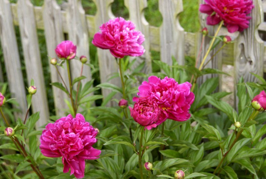 Peonies grow in lush bushes with large flowers