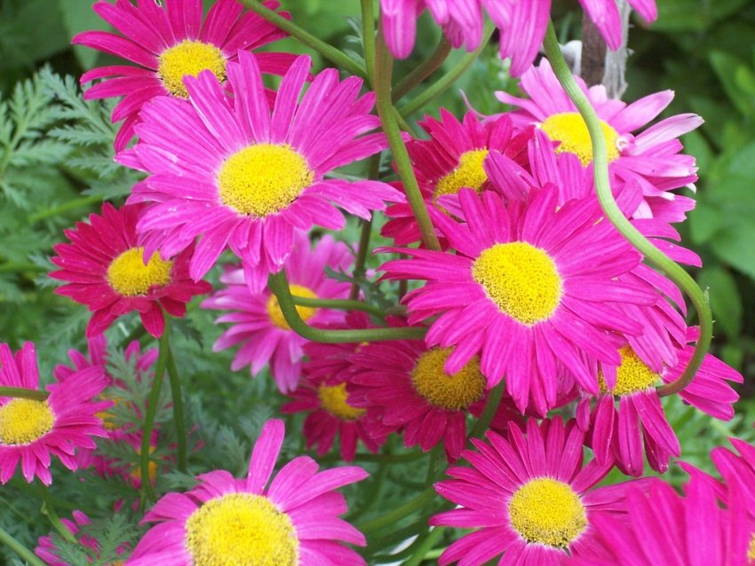 Horúčkové kvety majú tvar obyčajného harmančeka