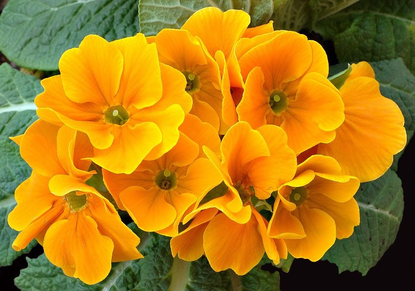 Primula is one of the earliest flowering perennials