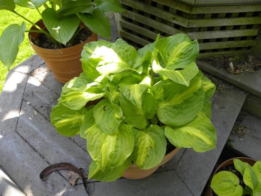 Hosta of the Tango Mango variety, planted in a flower pot