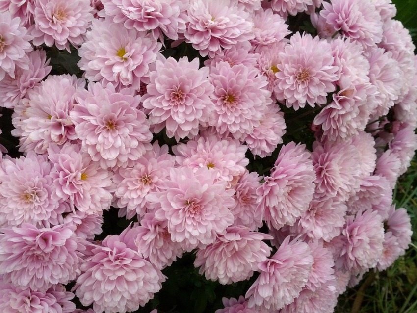 Chrysanthemum will give a lush bloom with proper care