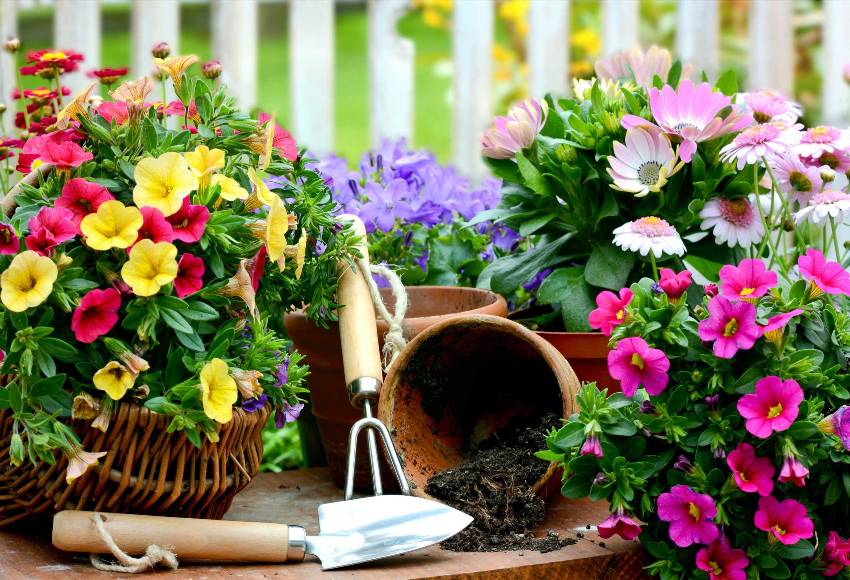 Perennials can be used to create original flower arrangements