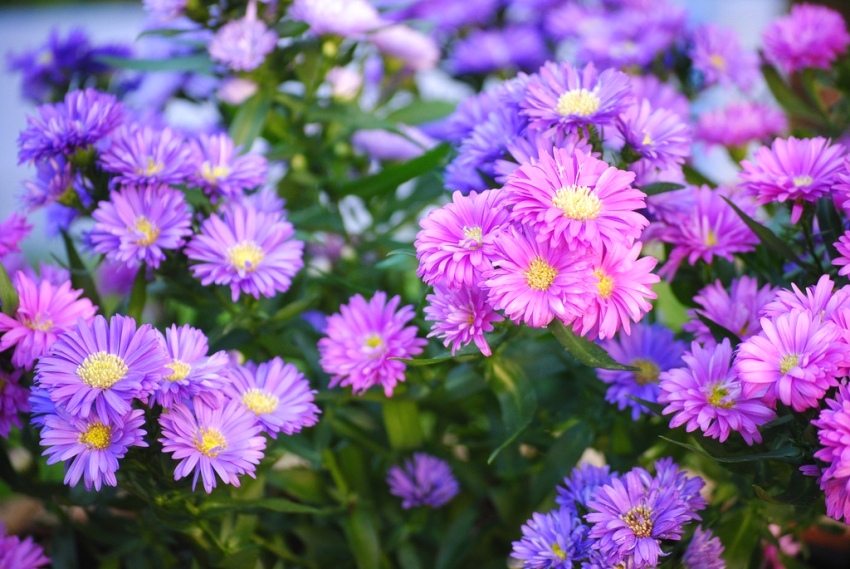 Kvety astry môžu mať širokú škálu odtieňov.
