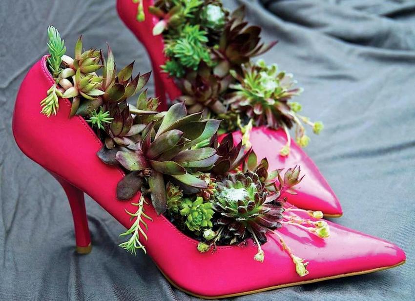 Les mini parterres de fleurs disposés dans des chaussures semblent intéressants et inhabituels