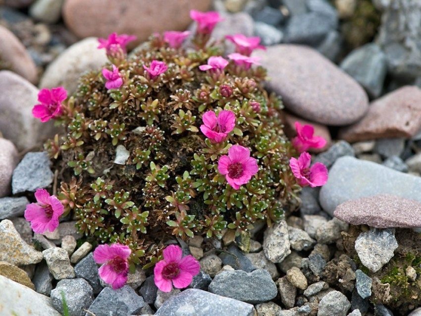 Les variétés de fleurs à croissance basse sont parfaites pour décorer un toboggan alpin ou une rocaille