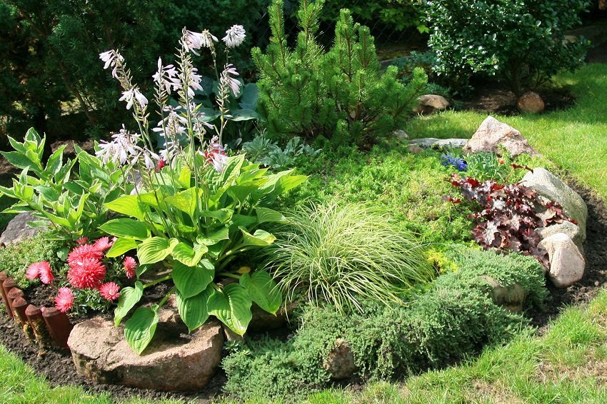 An ordinary flower bed with stones and several types of plants