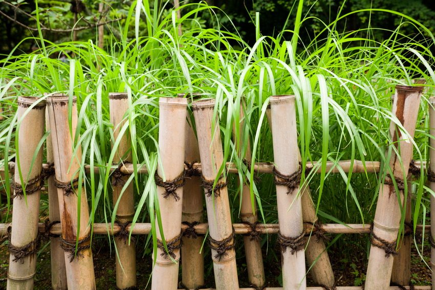 Et eksempel på brug af bambus til at skabe et blomsterbedhegn