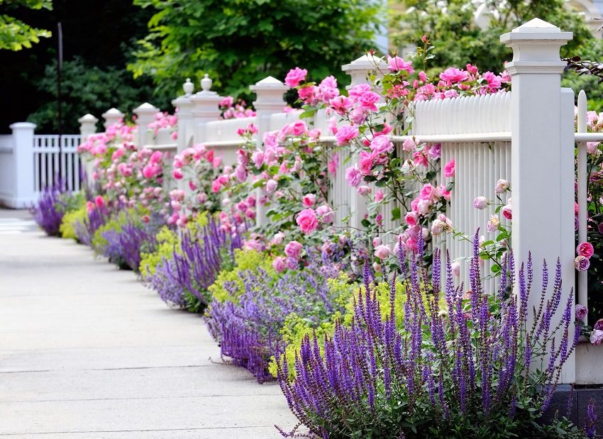 Decorative white fence emphasizes the beauty of the picturesque flower garden
