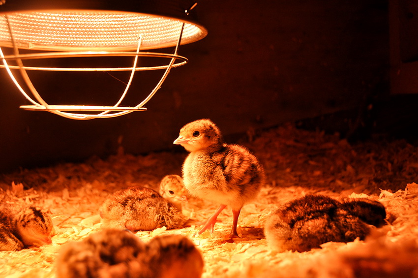 Chicken coop infrared lamp maintains optimal temperature in winter