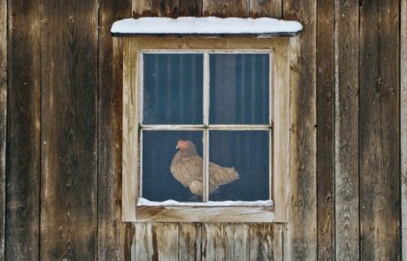 DIY vinterkyllingehul til 20 kyllinger: funktioner og tips til fremstilling