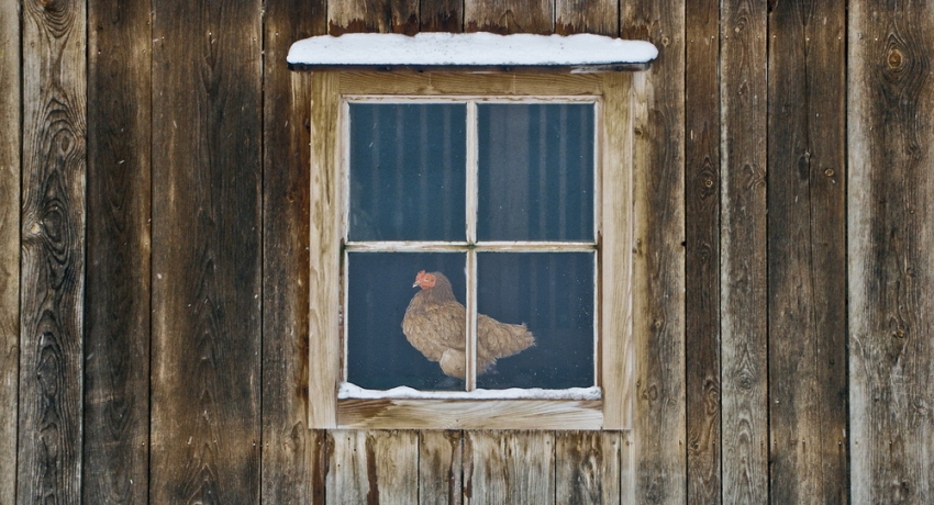 Poulailler d'hiver bricolage pour 20 poulets: caractéristiques et conseils pour faire