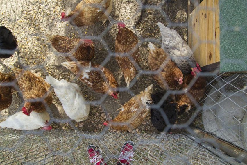 Semasa mengatur rumah unggas, perlu menyediakan tempat untuk ayam berjalan