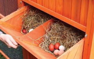 DIY reder til æglæggende høner: fotos, størrelser, tip
