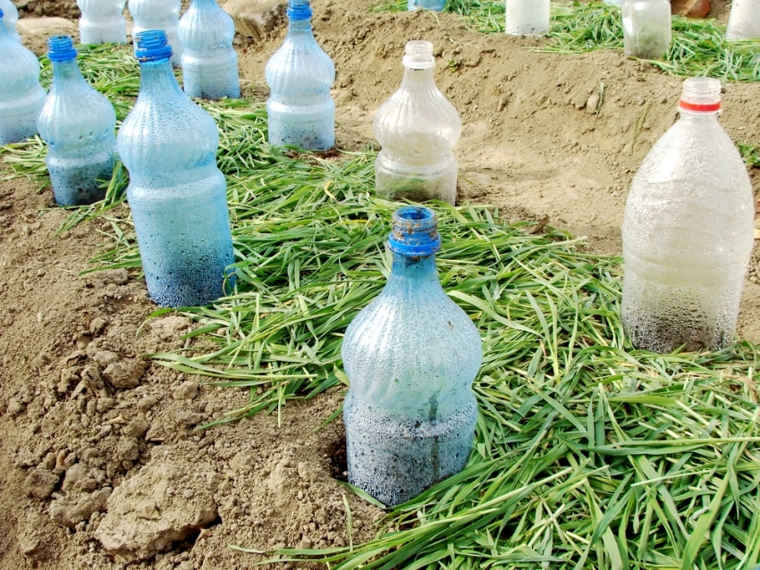 The use of plastic bottles is considered the most economical option for sheltering young plants.