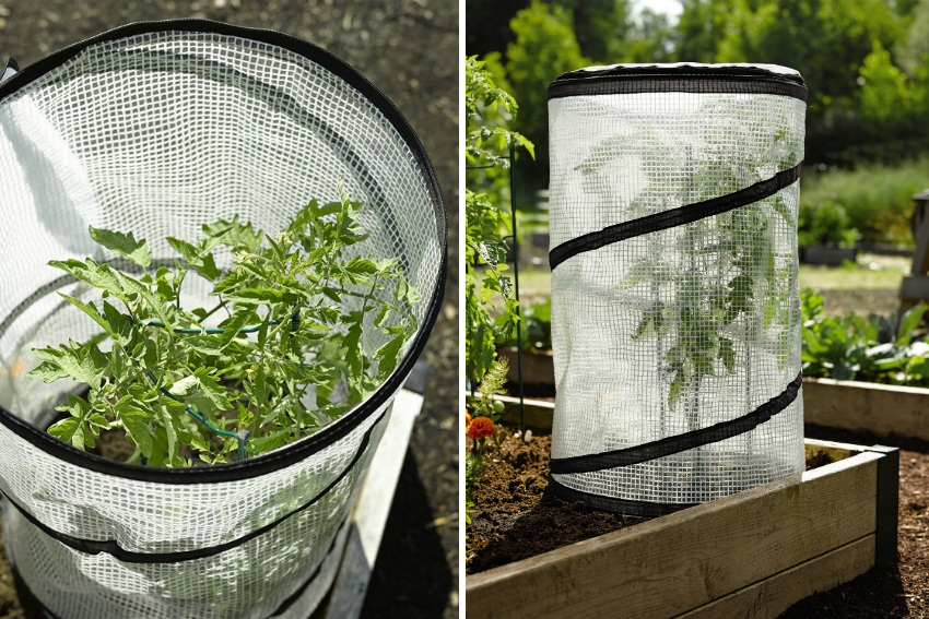 A mini greenhouse for a tomato can even be made from an old clothing cover