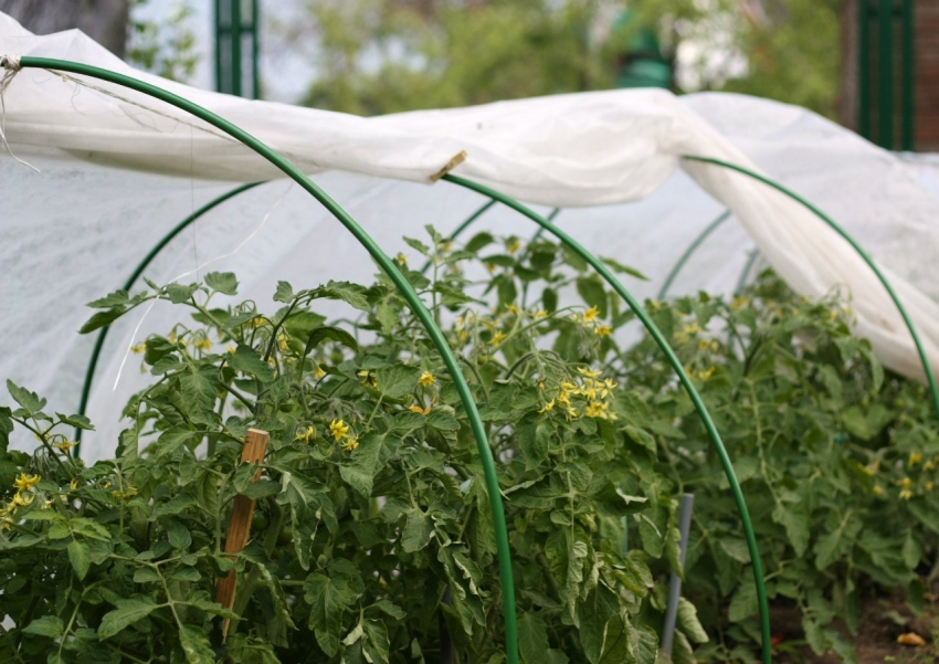 The height of the arches in the tomato greenhouse should be higher than adult plants to avoid contact of the covering material with fruits and leaves