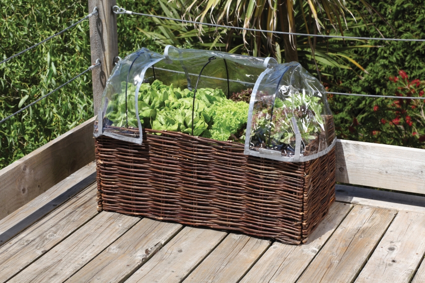 Mini greenhouses are convenient because they can be easily placed anywhere you need, even on the balcony of an apartment
