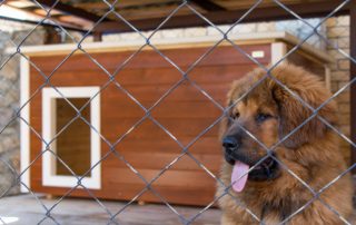 Volière pour chiens: photos de designs réussis à faire soi-même