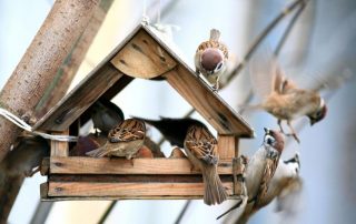 Alimentatoare de păsări DIY: idei și sfaturi interesante pentru implementarea lor