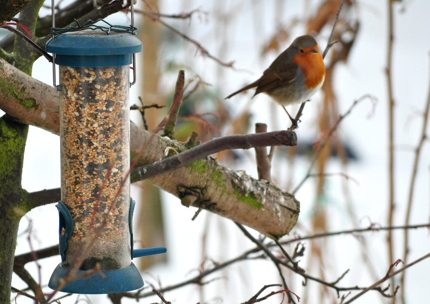 Hranilica tipa lijevka može primiti veliku količinu hrane za ptice