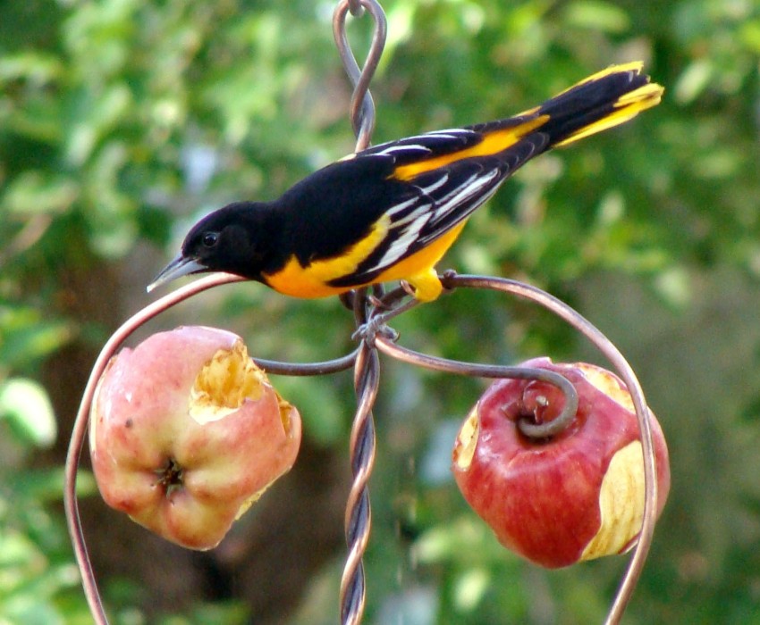 Kovani držač voća za vitaminsko hranjenje ptica