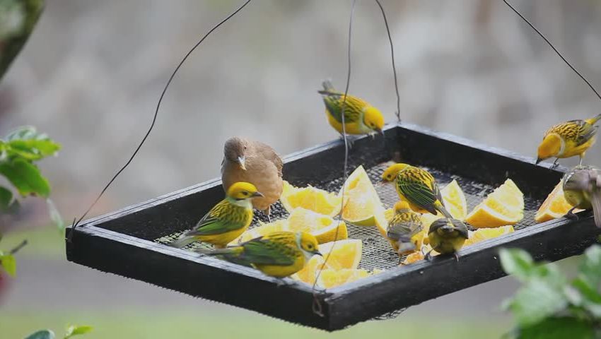 Hrana za žitarice i voće može se staviti u pladanj za ptice