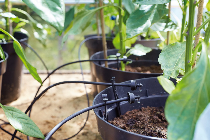 Automatiske drypvandingssystemer er praktiske til planter og potteblomster