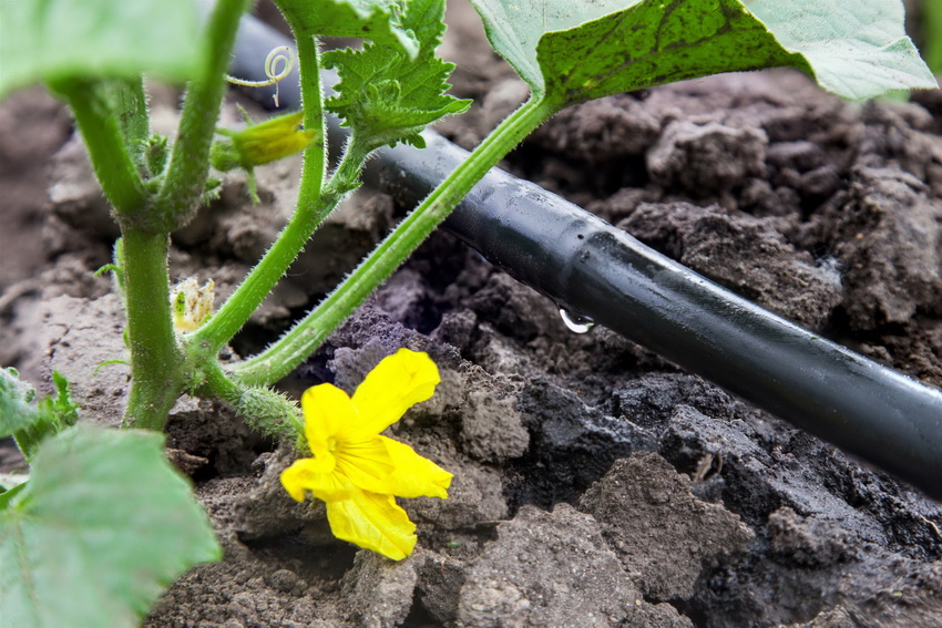 Navodnjavanje kap po kap obično se koristi za vlaženje korijenskih zona biljke.