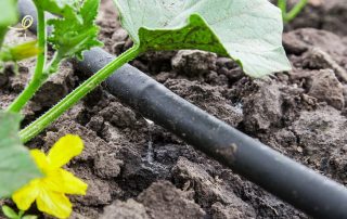 Drip irrigation from a greenhouse barrel: a guarantee of a good harvest for many years