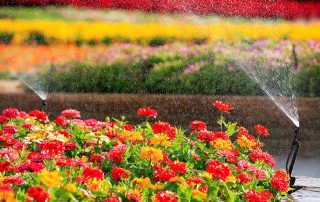Sprinkler for vanning: skaper et gunstig mikroklima for planter