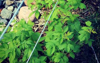 Raspberry trellis: the optimal device for plant care