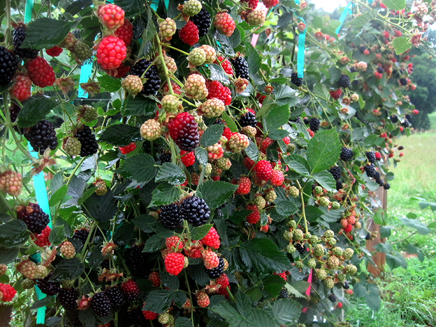 Hindbær kan dyrkes som separate buske eller bundet til en espalier