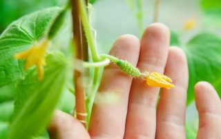 Agurk trellis: en enkel og praktisk måte å få en god høst på