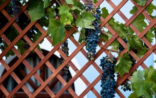 Trellis til druer: optimal støtte til en klatreplante