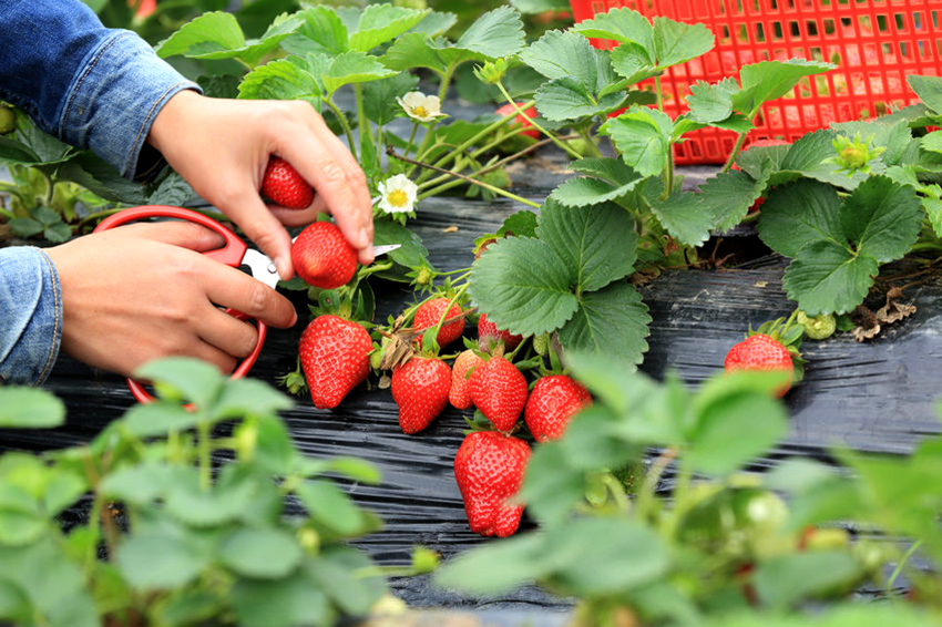 Dækningsmateriale giver dig mulighed for at reducere lønomkostningerne for gartnere, når de dyrker jordbær