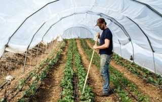 Dækningsmateriale til drivhuse og drivhuse: optimalt mikroklima til afgrøder